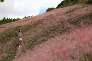 Experience the Magic of Da Lat’s Pink Grass Season: A Dreamy Winter Travel Guide to Vietnam’s Most Picturesque Highland Landscapes - image 4