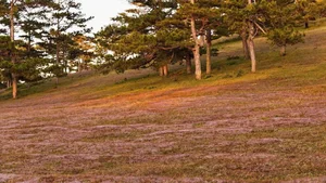 Experience the Magic of Da Lat’s Pink Grass Season: A Dreamy Winter Travel Guide to Vietnam’s Most Picturesque Highland Landscapes - image 9