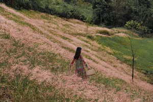 Experience the Magic of Da Lat’s Pink Grass Season: A Dreamy Winter Travel Guide to Vietnam’s Most Picturesque Highland Landscapes - image 6