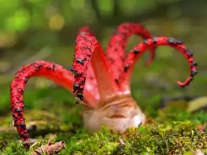 Witness the Devil's Fingers Mushroom Its surreal beauty bizarre shape and unforgettable corpse-like smell - image 0