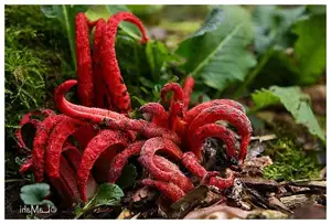 Witness the Devil's Fingers Mushroom Its surreal beauty bizarre shape and unforgettable corpse-like smell - image 7