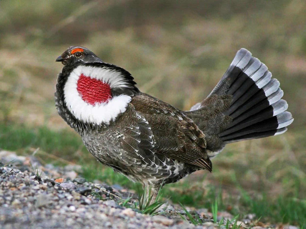 The Majestic Courtship Dance of the Dusky Grouse in North America