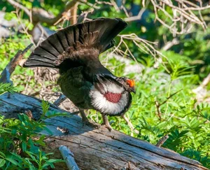 The Majestic Courtship Dance of the Dusky Grouse in North America - image 2