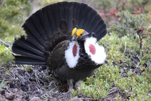 The Majestic Courtship Dance of the Dusky Grouse in North America - image 7