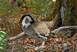 The Majestic Courtship Dance of the Dusky Grouse in North America - image 3