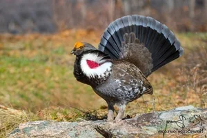 The Majestic Courtship Dance of the Dusky Grouse in North America - image 4