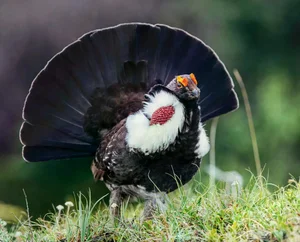 The Majestic Courtship Dance of the Dusky Grouse in North America - image 1