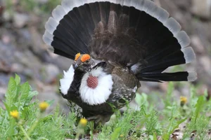 The Majestic Courtship Dance of the Dusky Grouse in North America - image 5