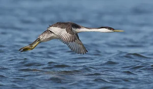 Discover the Western Grebe: The Incredible Bird That Can Run on Water - image 1