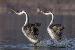 Discover the Western Grebe: The Incredible Bird That Can Run on Water - image 5