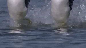 Discover the Western Grebe: The Incredible Bird That Can Run on Water - image 3