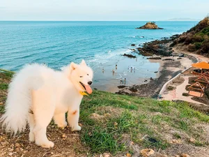 Vung Tau Travel Handbook 2024: A Complete Guide to Beaches, Food, and Sightseeing - image 18