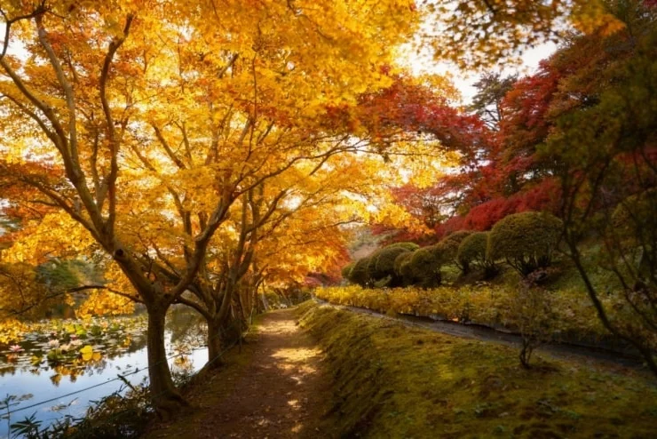 Fukushima: Immerse in Japan's Golden Autumn Splendor, Wander Through Enchanting Fall Landscapes