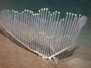 Top New Fascinating Animals: Discover Unique Wildlife from Nature - image 3