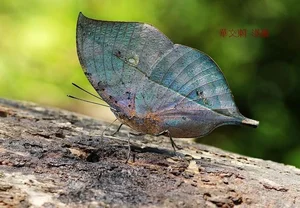 The Master of Disguise: Discovering Vietnam’s Dead Leaf Butterfly - image 2