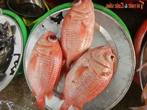 Exploring the Unique Afternoon Seafood Market: A Culinary Journey Through Freshness and Local Tradition - image 11