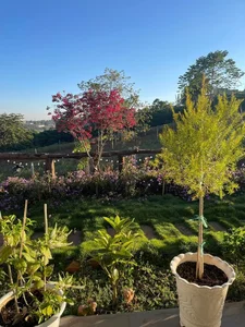 A Closer Look at the Breathtaking 2,000m2 Eco-Friendly Garden Estate of a Renowned Artist - image 0