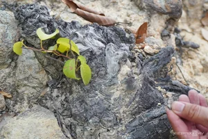 Trekking Co Tien Mountain: Green Tourism and Panoramic Views of Nha Trang - image 4