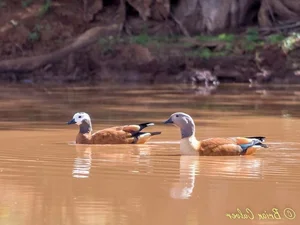 Discover the Unique Whistling Ducks of Vietnam: A Fascinating Look at Local Wildlife - image 0