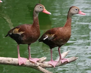 Discover the Unique Whistling Ducks of Vietnam: A Fascinating Look at Local Wildlife - image 1