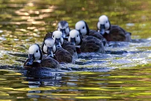 Discover the Unique Whistling Ducks of Vietnam: A Fascinating Look at Local Wildlife - image 5