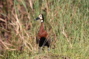 Discover the Unique Whistling Ducks of Vietnam: A Fascinating Look at Local Wildlife - image 7
