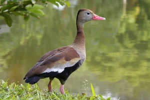 Discover the Unique Whistling Ducks of Vietnam: A Fascinating Look at Local Wildlife - image 6