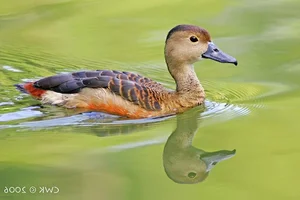 Discover the Unique Whistling Ducks of Vietnam: A Fascinating Look at Local Wildlife - image 2