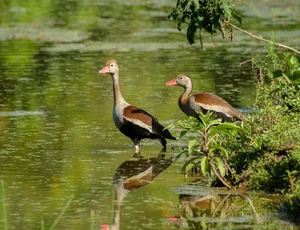 Discover the Unique Whistling Ducks of Vietnam: A Fascinating Look at Local Wildlife - image 3