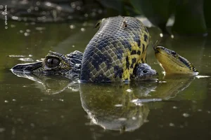 Nature’s Grandeur: Most Impressive Wild Nature and Landscape Photos of 2024 - image 2