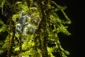 Nature’s Grandeur: Most Impressive Wild Nature and Landscape Photos of 2024 - image 4