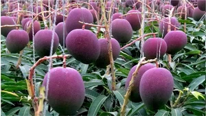 The $4,000 Mango: Discovering the Fascinating Story Behind the World's Most Expensive Fruit - image 3