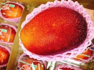 The $4,000 Mango: Discovering the Fascinating Story Behind the World's Most Expensive Fruit - image 10