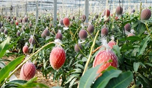 The $4,000 Mango: Discovering the Fascinating Story Behind the World's Most Expensive Fruit - image 6