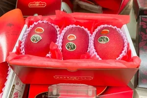 The $4,000 Mango: Discovering the Fascinating Story Behind the World's Most Expensive Fruit - image 7