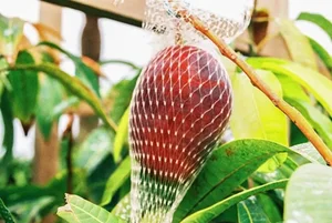 The $4,000 Mango: Discovering the Fascinating Story Behind the World's Most Expensive Fruit - image 0