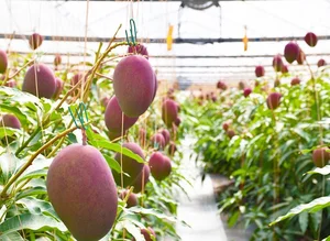The $4,000 Mango: Discovering the Fascinating Story Behind the World's Most Expensive Fruit - image 1
