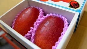 The $4,000 Mango: Discovering the Fascinating Story Behind the World's Most Expensive Fruit - image 9