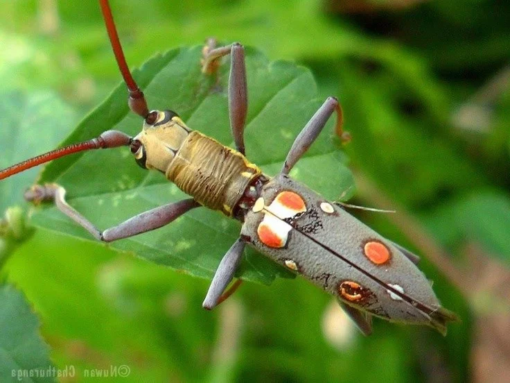 Vietnam’s Most Unique Insects: Discovering the Long-Antennae Wonders of the Tropical Forest