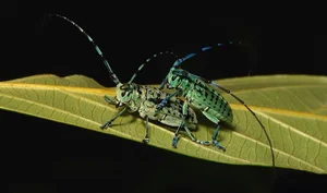 Vietnam’s Most Unique Insects: Discovering the Long-Antennae Wonders of the Tropical Forest - image 6