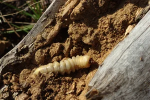 Vietnam’s Most Unique Insects: Discovering the Long-Antennae Wonders of the Tropical Forest - image 4