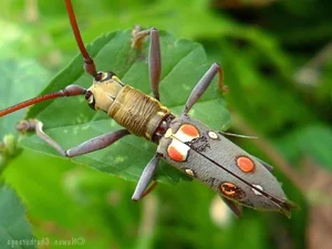 Vietnam’s Most Unique Insects: Discovering the Long-Antennae Wonders of the Tropical Forest - image 0