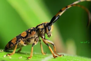 Vietnam’s Most Unique Insects: Discovering the Long-Antennae Wonders of the Tropical Forest - image 2