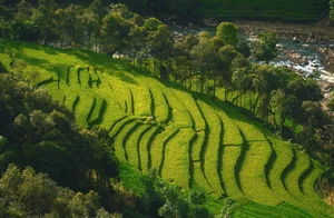 The Enchanting Golden Fields of Y Linh Ho: A Must-Visit Destination in Sapa - image 8