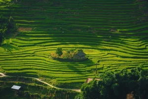 The Enchanting Golden Fields of Y Linh Ho: A Must-Visit Destination in Sapa - image 0