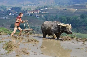 Authentic Vietnam Travel: Western Tourists Experience Traditional Rice Field Farming - image 1