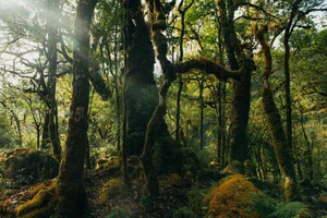 Conquer Sa Mu – U Bò Peak: A Breathtaking Trekking Journey Through Mossy Forests and Sea of Clouds in Son La, Vietnam - image 6