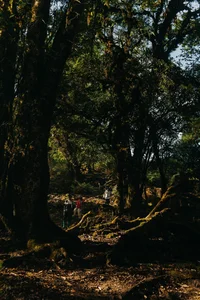 Conquer Sa Mu – U Bò Peak: A Breathtaking Trekking Journey Through Mossy Forests and Sea of Clouds in Son La, Vietnam - image 7