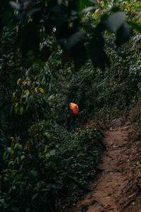 Conquer Sa Mu – U Bò Peak: A Breathtaking Trekking Journey Through Mossy Forests and Sea of Clouds in Son La, Vietnam - image 0