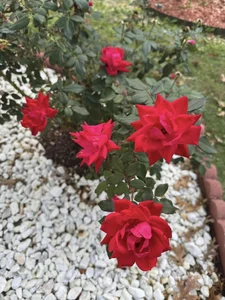 A Floral Paradise: Exploring Dan Truong’s Spectacular Rose Villa in the United States - image 2